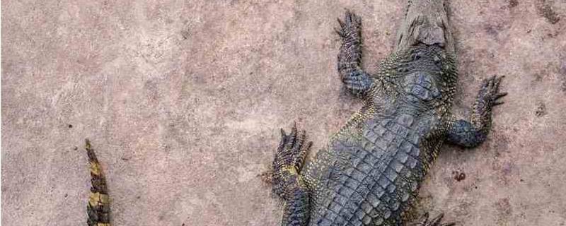 鳄鱼品种（宠物鳄鱼品种）