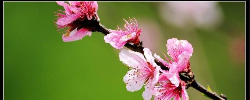 春季习俗（春节来历及风俗简介英语）