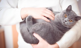 猫奴是什么意思（为什么叫猫奴）