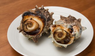 海螺能放冰箱冷冻吗（海螺能冷冻存放吗）