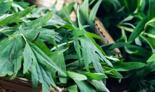 艾草需要煮多久才能用（艾草需要熬多久）