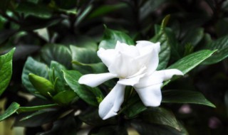 什么花可以吸甲醛（什么花可以吸甲醛净化空气）