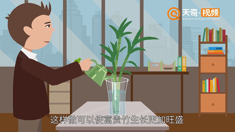 富贵竹怎么养
