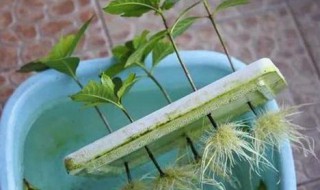 生根水的制作方法 花木生根水的制作方法