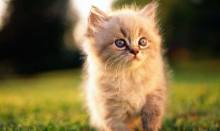 猫绝育的好处 小母猫绝育的好处