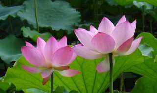 莲花和荷花一样吗（莲花的种类）