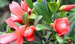 四季茶花的养殖方法和注意事项 茶花用什么肥料好