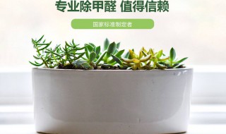 除甲醛最可靠的方法（除甲醛最科学有效的方法）