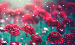 鲜花保存方法小妙招（怎样给鲜花保鲜的方法）