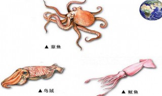 八爪鱼和鱿鱼的区别（八爪鱼和鱿鱼的区别在哪里）