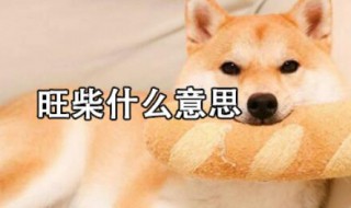 旺柴是什么意思 旺柴是什么意思聊天