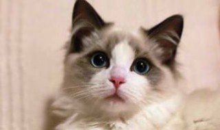 做梦梦见猫 做梦梦见猫生了一窝小猫是怎么回事