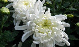 菊花的象征意义（菊花象征意义是什么?）