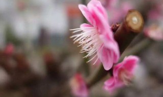 花朝节是农历哪一天 花朝节是农历每月的哪一天