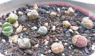 生石花怎么养 生石花怎么养才会开花