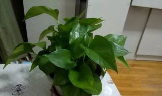 绿罗花怎么养（绿萝花怎么养才能养得更好）