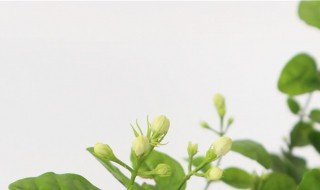 茉莉怎么养（茉莉怎么养才能开花）
