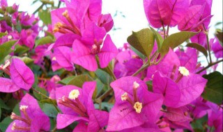 三角梅怎样修剪开花多（三角梅什么时候修剪）