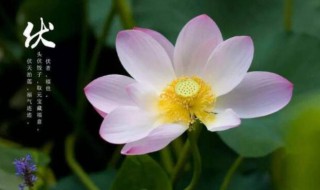 入伏注意（入伏注意事项熬过三伏）