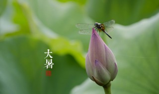 2021年大暑是哪天? 2021年大暑是哪天几点