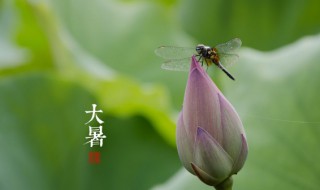 大暑是最热的时候吗（大暑是最热的时候吗为什么）
