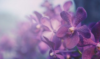 野生兰花怎么在家养才能开花? 野生兰花怎么在家养才能开花快