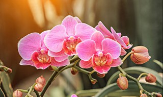 兰花怎样养护才能长出花蕾? 兰花在长出花蕾还能施肥吗