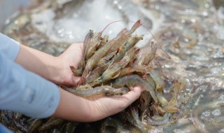 活虾怎么保存半天不死?（活虾能放多久不死）