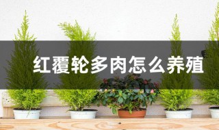 红覆轮多肉怎么养殖?（红覆轮多肉如何养成多头）