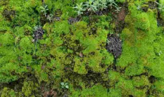 青苔怎么养才茂盛? 青苔怎么养才茂盛
