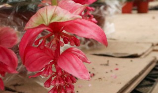 宝莲灯花谢了怎么才能长新芽?（宝莲灯花谢了怎么才能长新芽子）