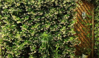 风车茉莉怎么养成花墙? 风车茉莉怎么养成花墙图片