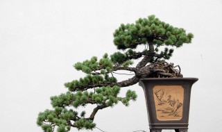 柏树盆景怎么养护?（柏树盆景如何养护）