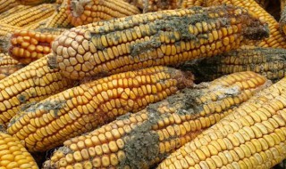 玉米轻微发霉处理方法?（玉米轻微发霉处理方法视频）