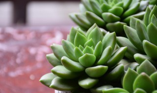 多肉植物怎么养胖? 多肉植物怎么养胖