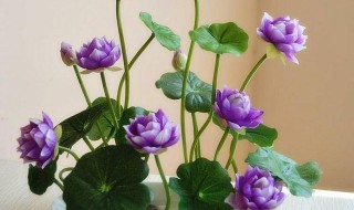 无土水培碗莲发芽后怎么养?（无土栽培碗莲怎么养）