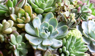 红宝石多肉怎么养成多头? 红宝石多肉怎么养成多头植物