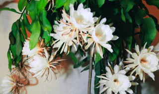 昙花如何养护才开花? 昙花如何种植和养护