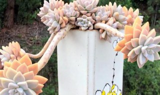 肉肉花怎么养? 肉肉花怎么养视频