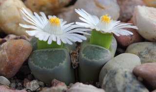 石生花如何养活? 石生花养殖和种植方法