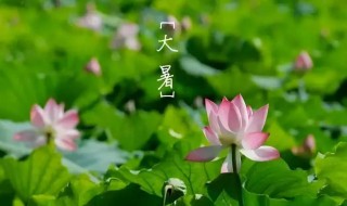 掰一掰大暑节气的民俗和养生 大暑节气如何养生保健