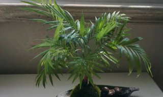 凤尾竹怎么养才茂盛? 凤尾竹怎么养才茂盛