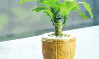 怎么养殖巴西木? 怎么养殖巴西木盆景