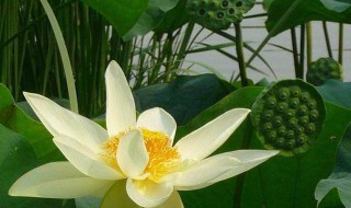 2021什么时候入伏（2021什么时候入伏天）