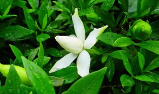 栀子花苞没开就掉了怎么办? 栀子花苞没开就掉了怎么办视频