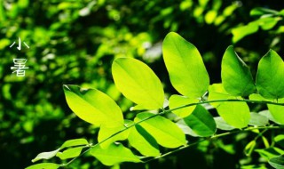 小暑节气的气候特点（小暑节气的天气特征）