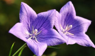紫番红花的花语是什么（番红花紫色寓意）