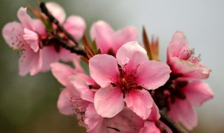 桃花的含义是什么（桃花象征着什么意义是什么）