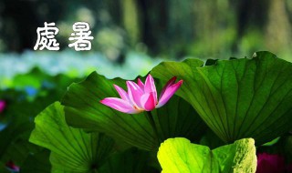 处暑之后种什么蔬菜 大暑之后种什么蔬菜