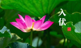 2021三伏天从什么时候开始（2021三伏天从什么时候开始至结束三伏）
